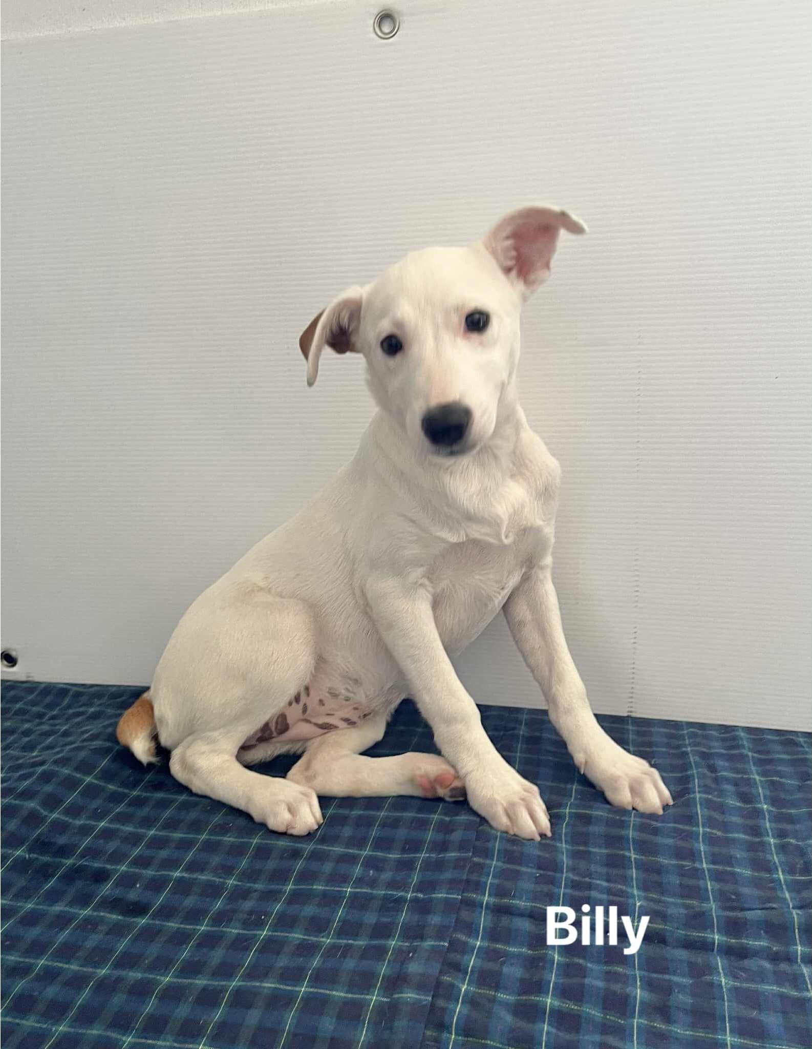 Billy Billy